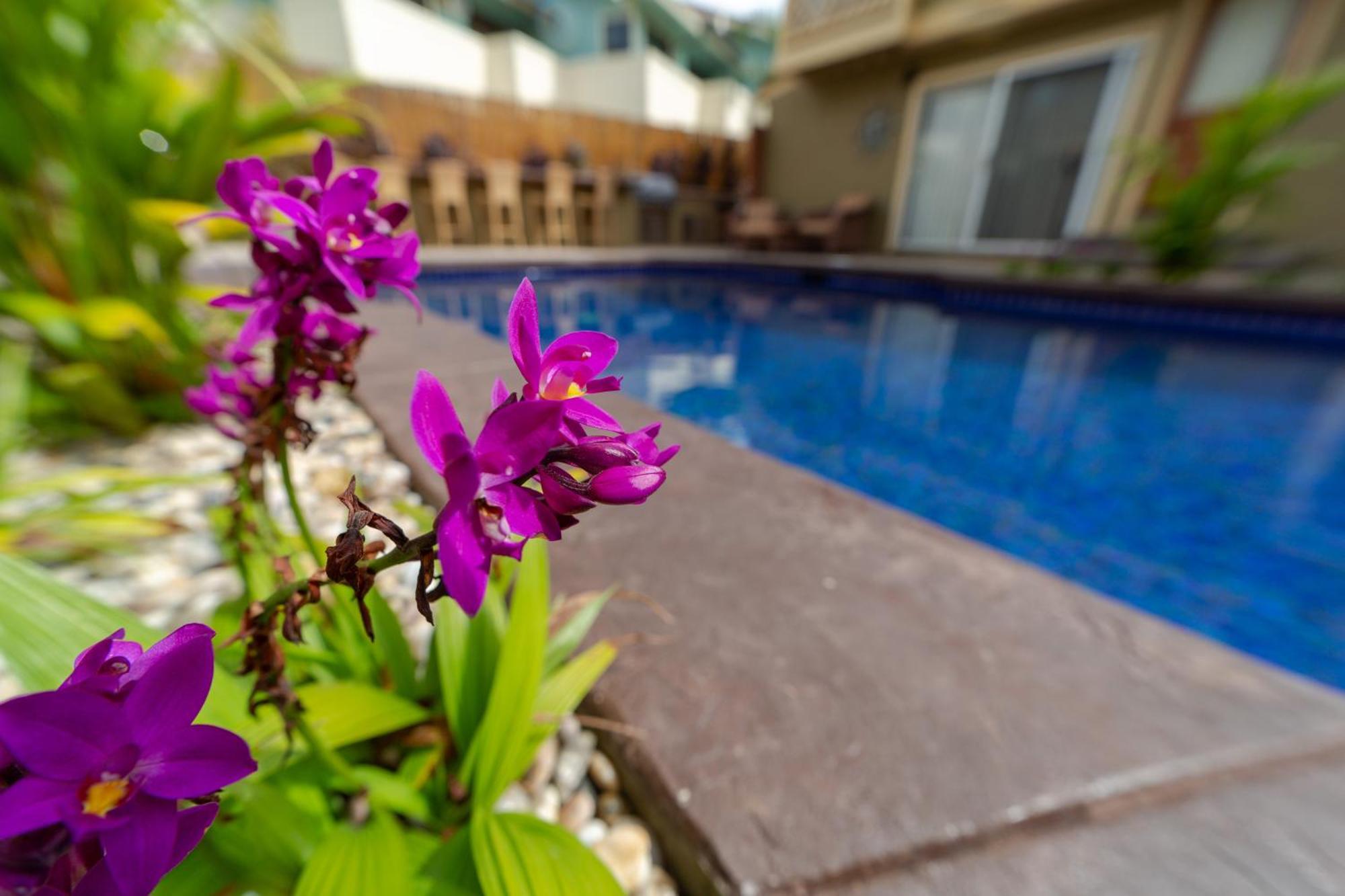 Plumeria Suite, 2-Bedrooms, Sleeps 6, Pool & Bbq, Pre-Renovation Summer Sale Kihei Εξωτερικό φωτογραφία